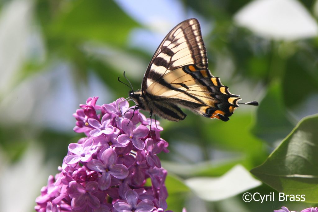 King Swallowtail Butterfly | Brass Photography