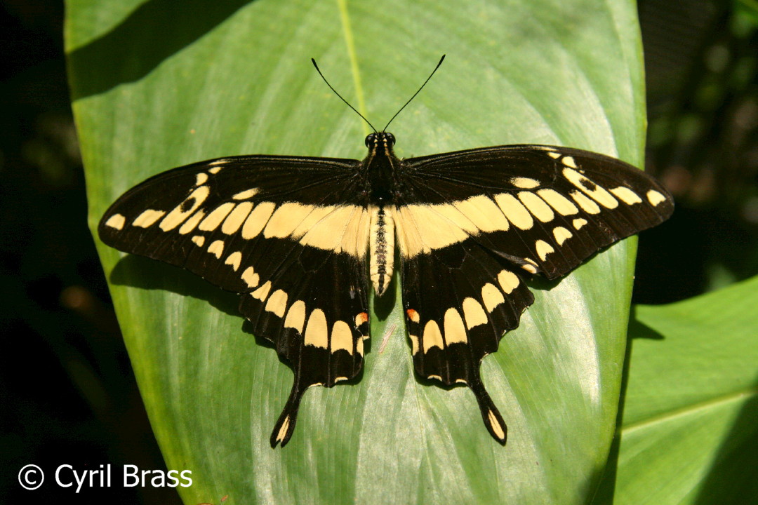 King Swallowtail Butterfly | Brass Photography