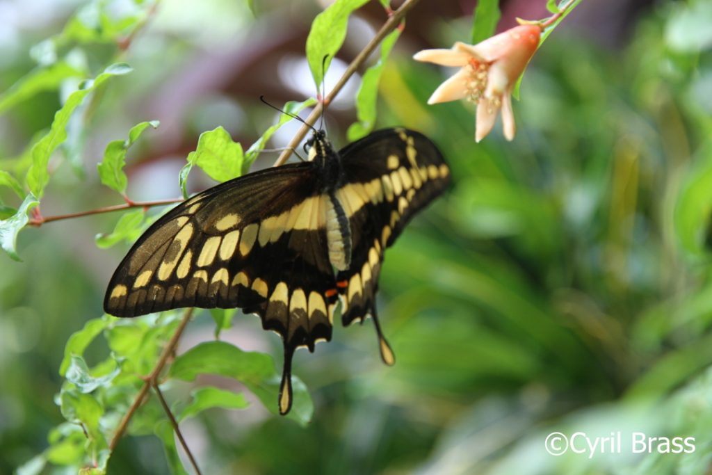 King Swallowtail Butterfly | Brass Photography