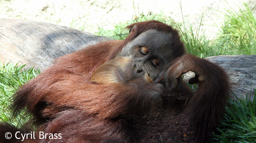  Sleeping Orangutan  Brass Photography